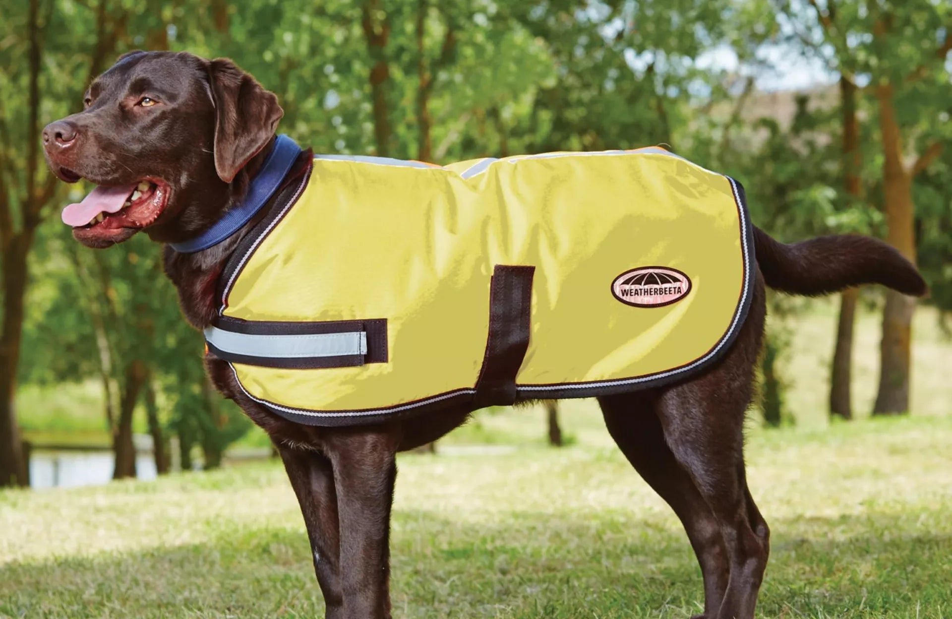 Hi-Vis For Dogs – Winter Walkies