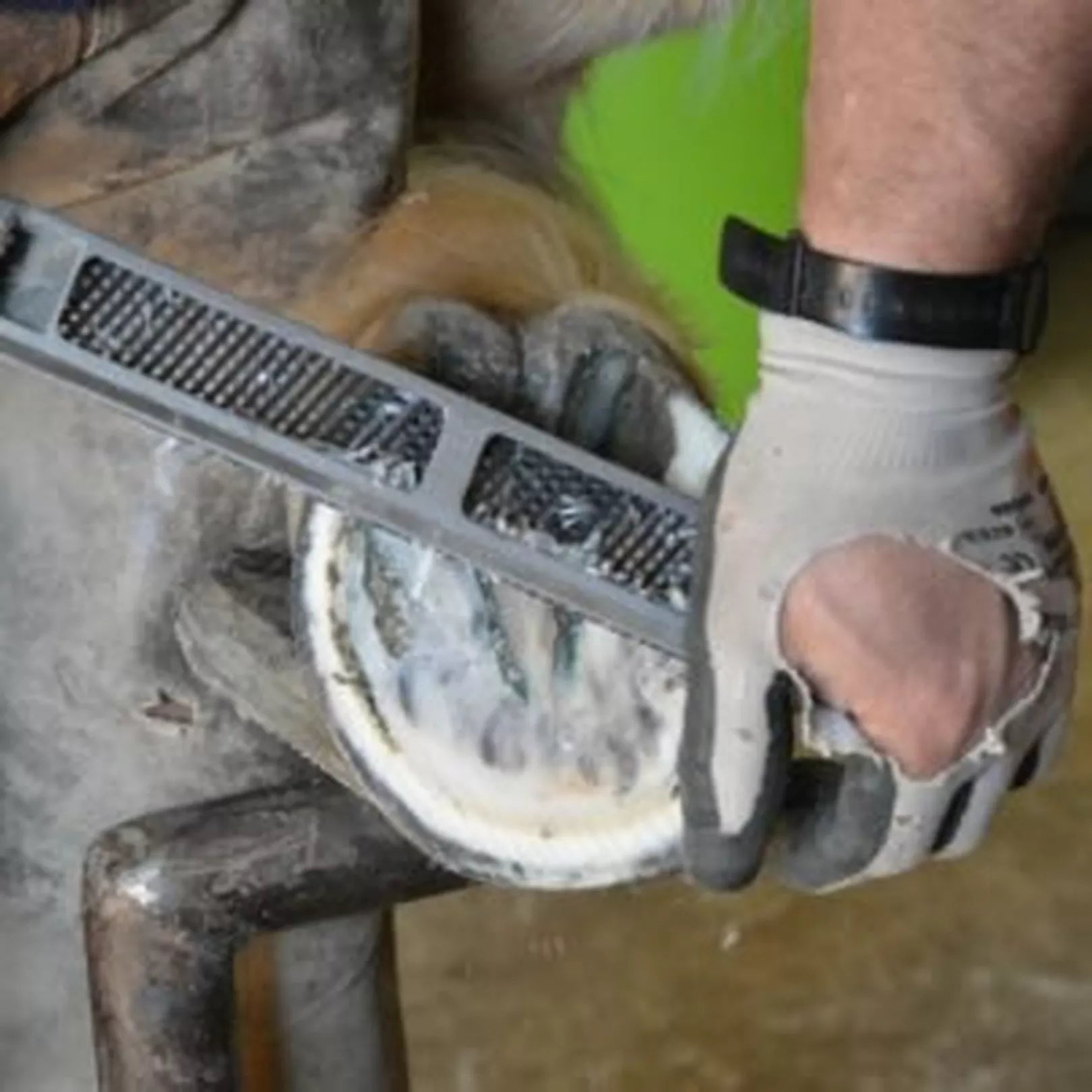 Barefoot Basics – Taking Shoes Off Your Horse