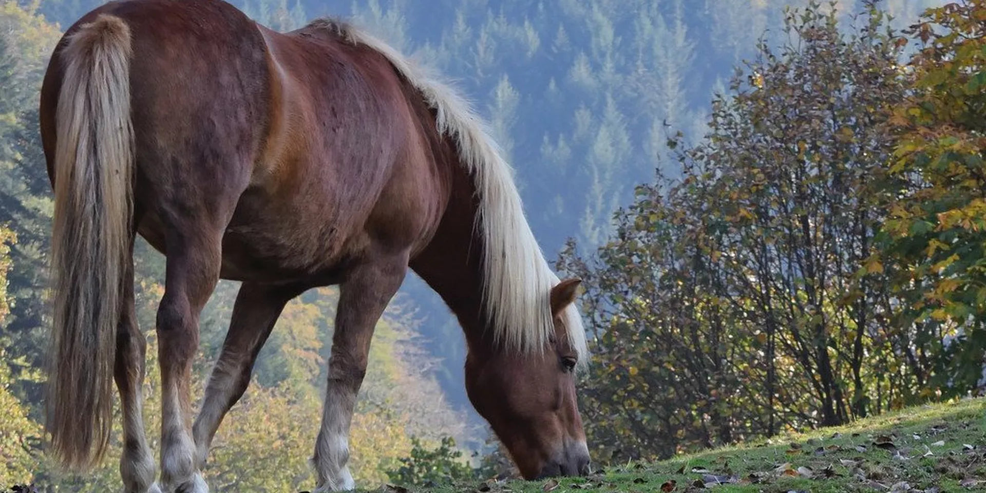 9 Steps To Growing Your Horse's Mane Back