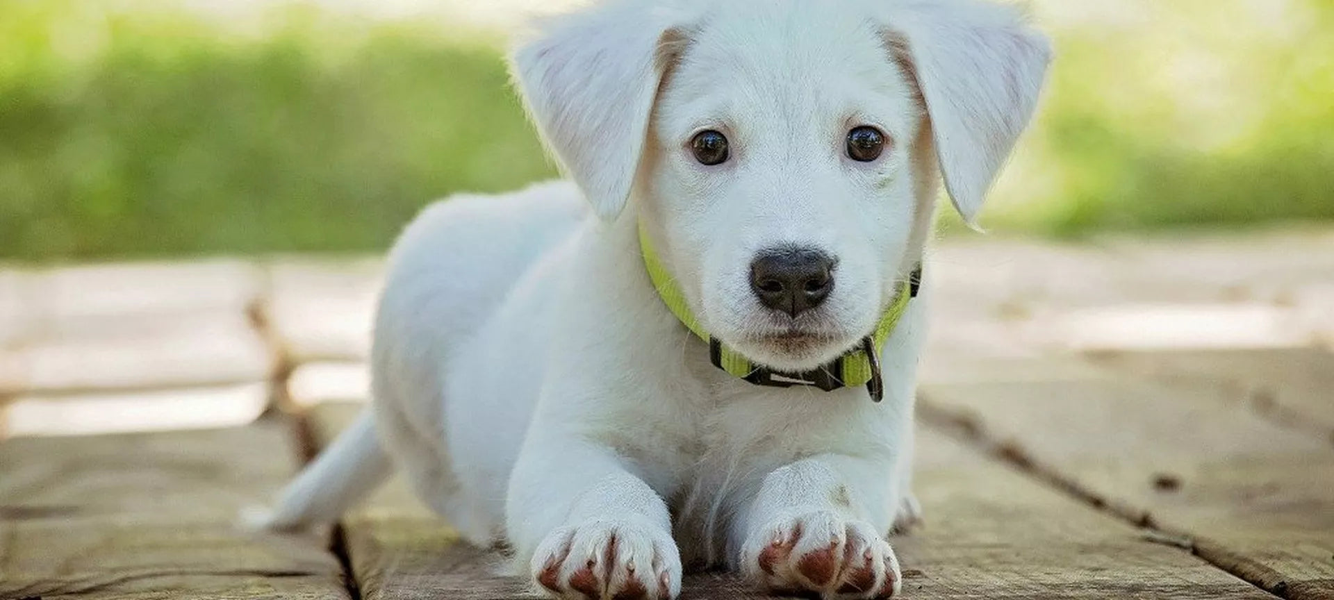Trick Training with Your Dog - Our Guide