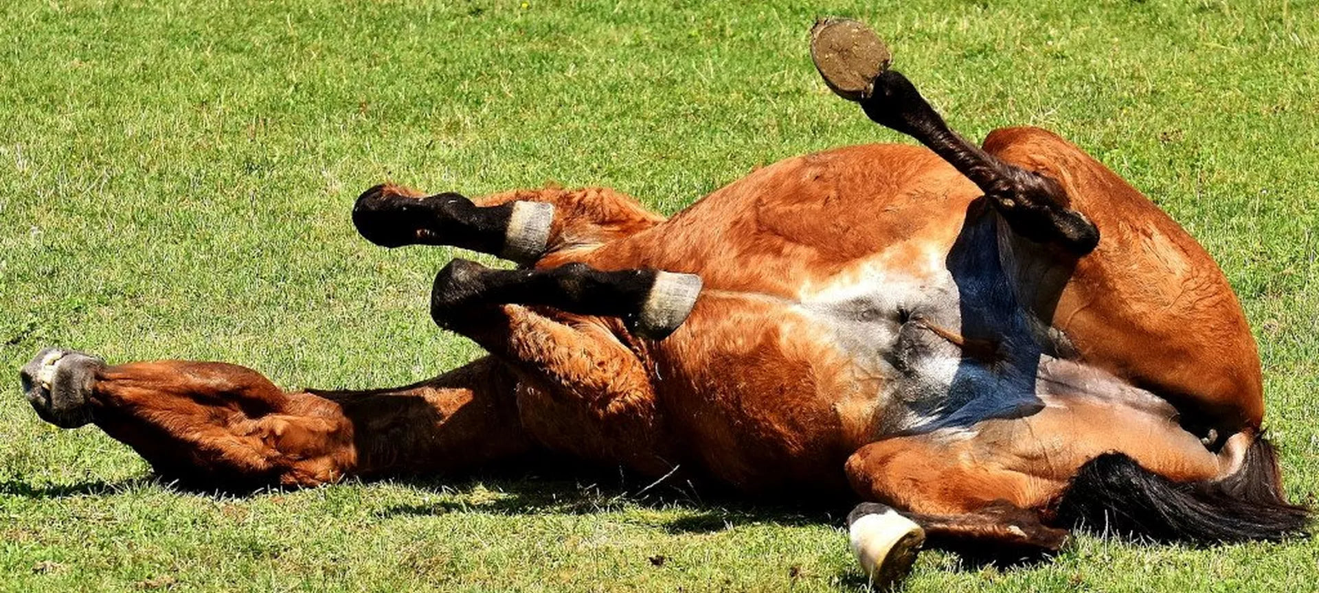 Colic In Horses – Causes, Symptoms & Prevention