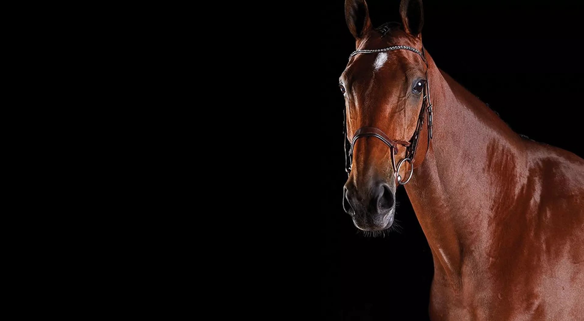 Learn All About The Collegiate ComFiTec Bridles