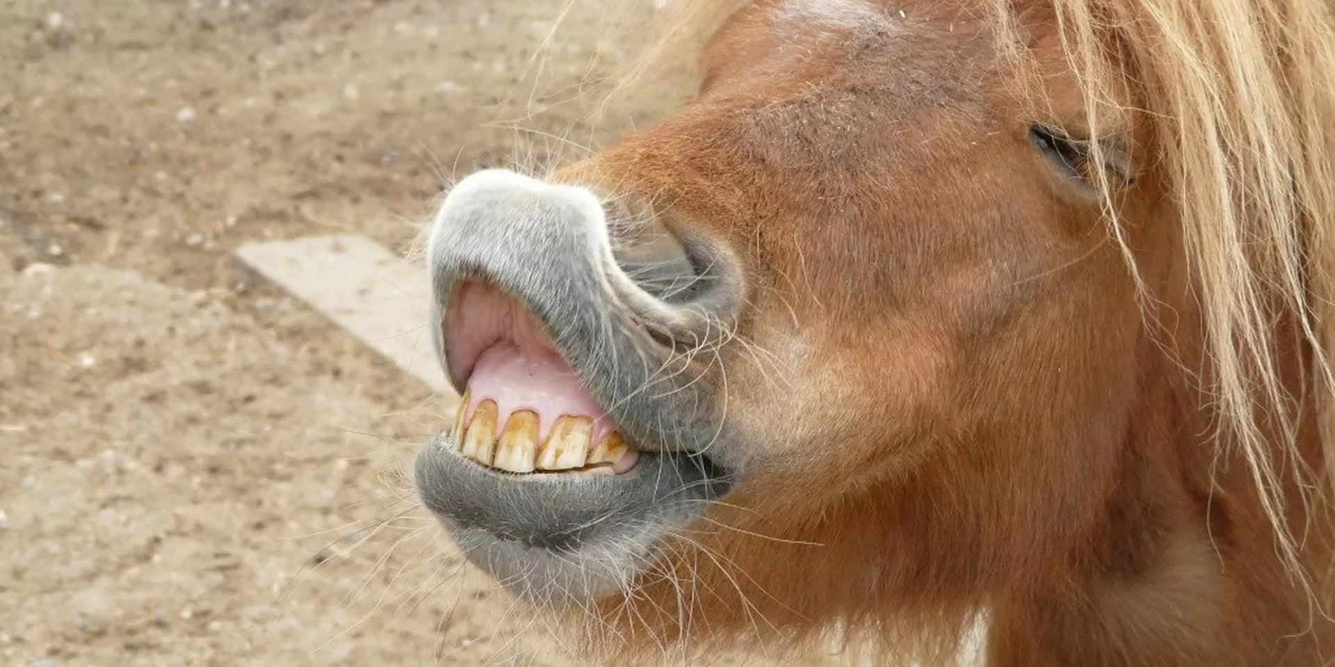Equine Dentist – Does Your Horse Need A Checkup?