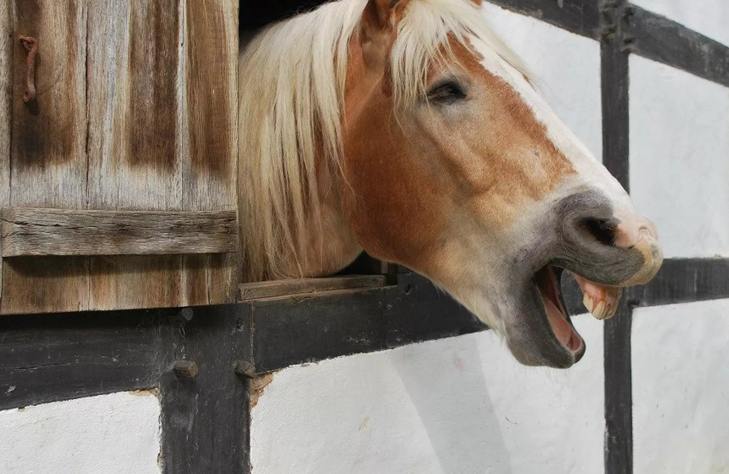 Is My Horse Bored? Beating the Stable Boredom