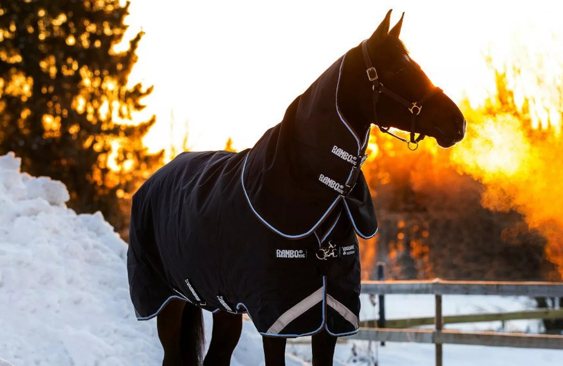 Winter Horse Health – Preventing & Treating Ailments