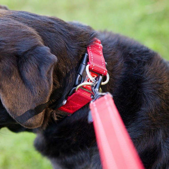 Double Up Collar Black Large
