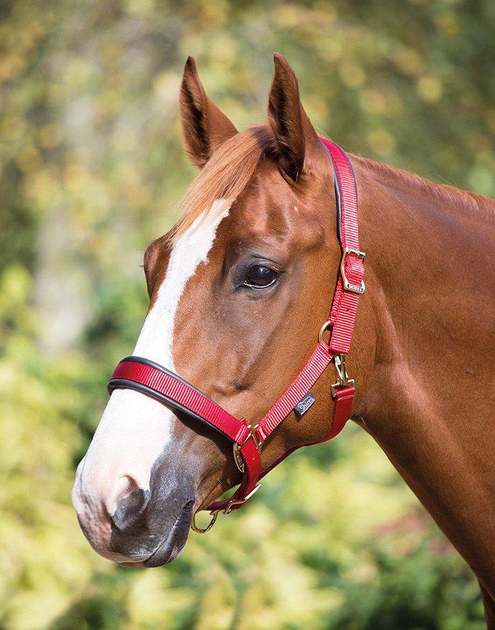 Deluxe Padded Headcollar Red