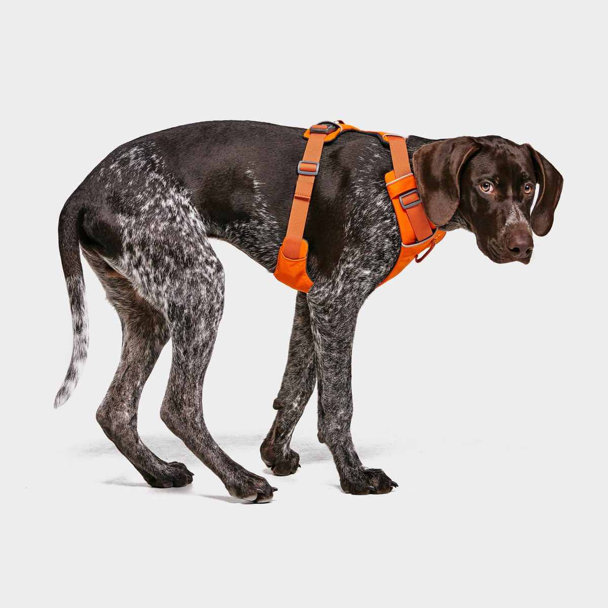 Front Range Dog Harness Orange