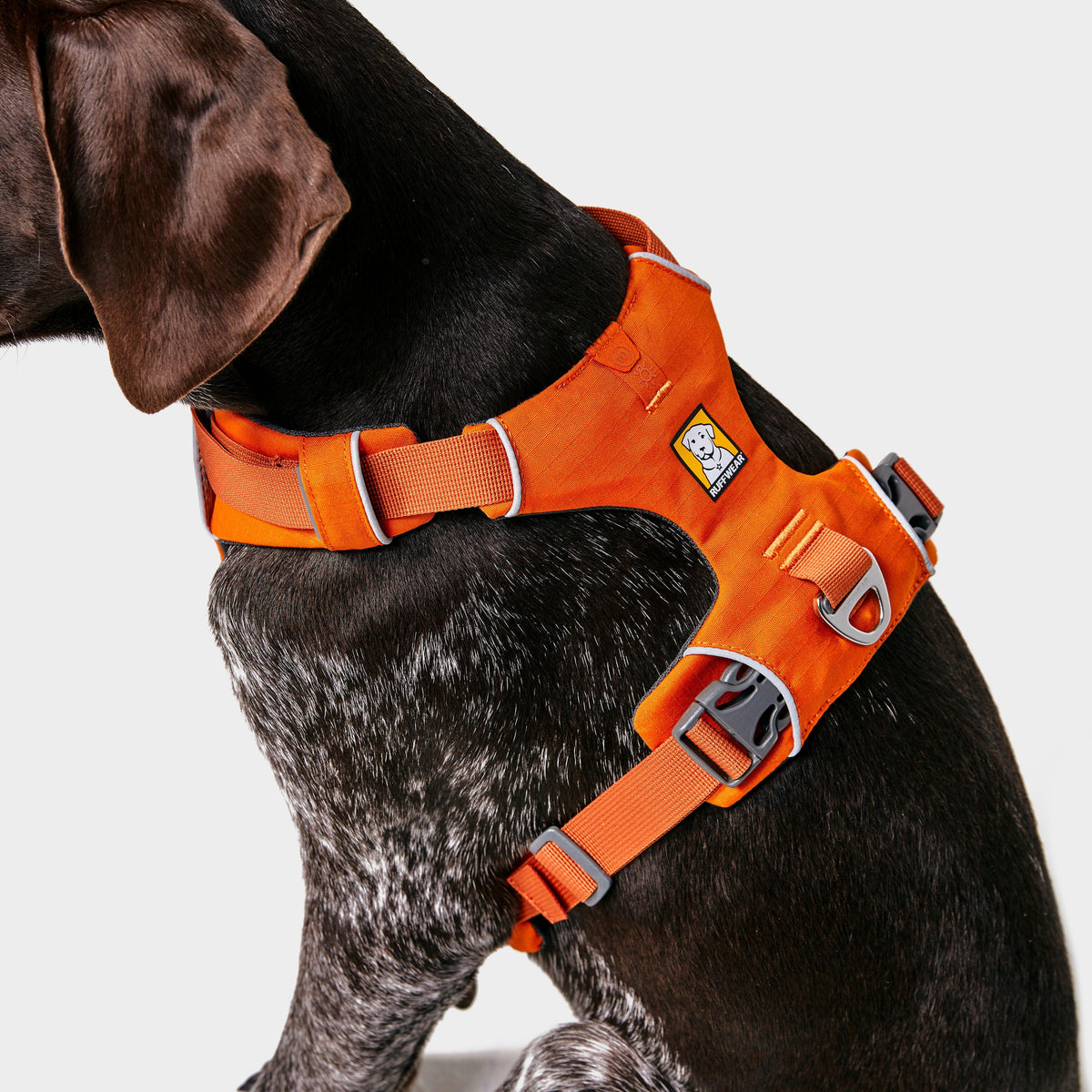 Front Range Dog Harness Orange