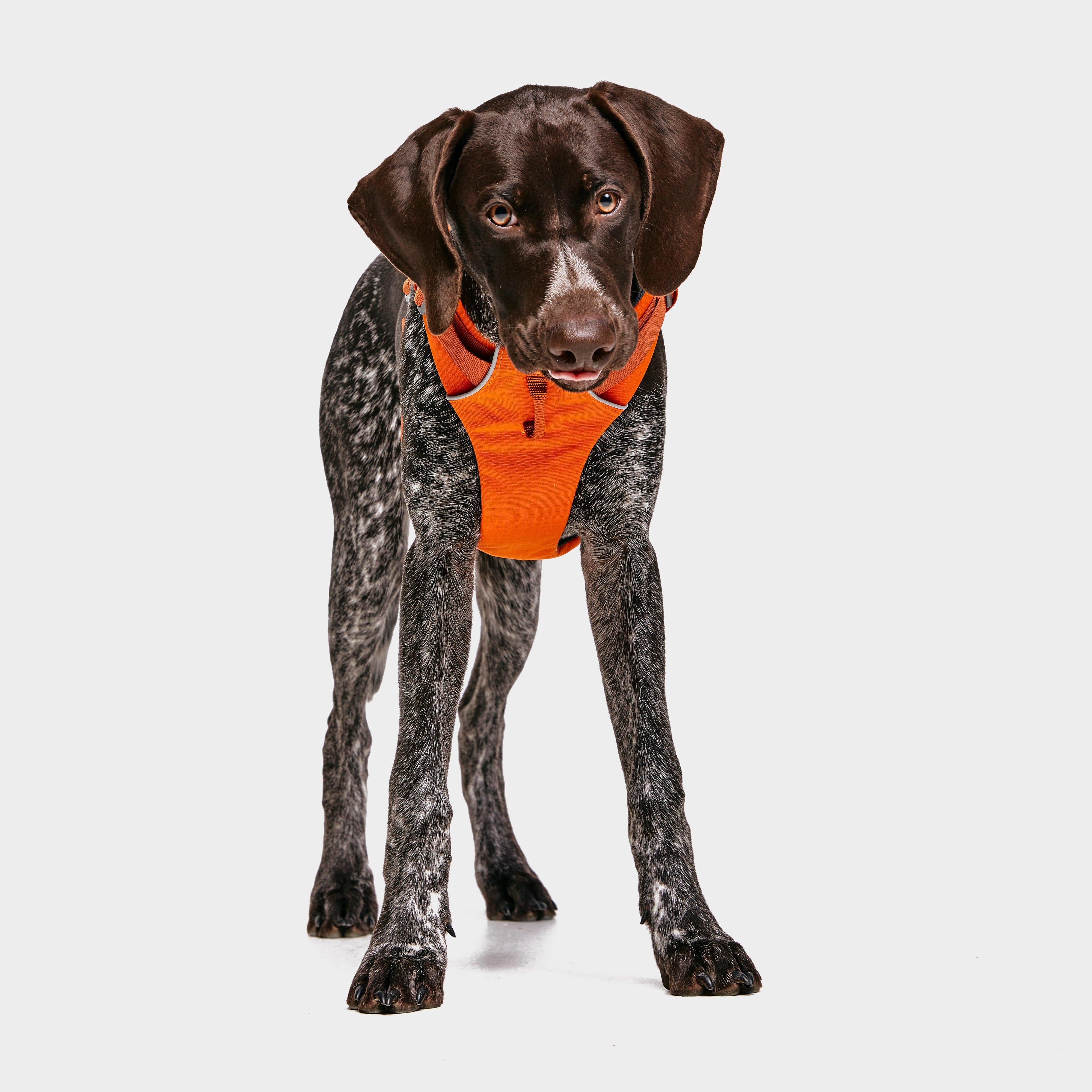Front Range Dog Harness Orange