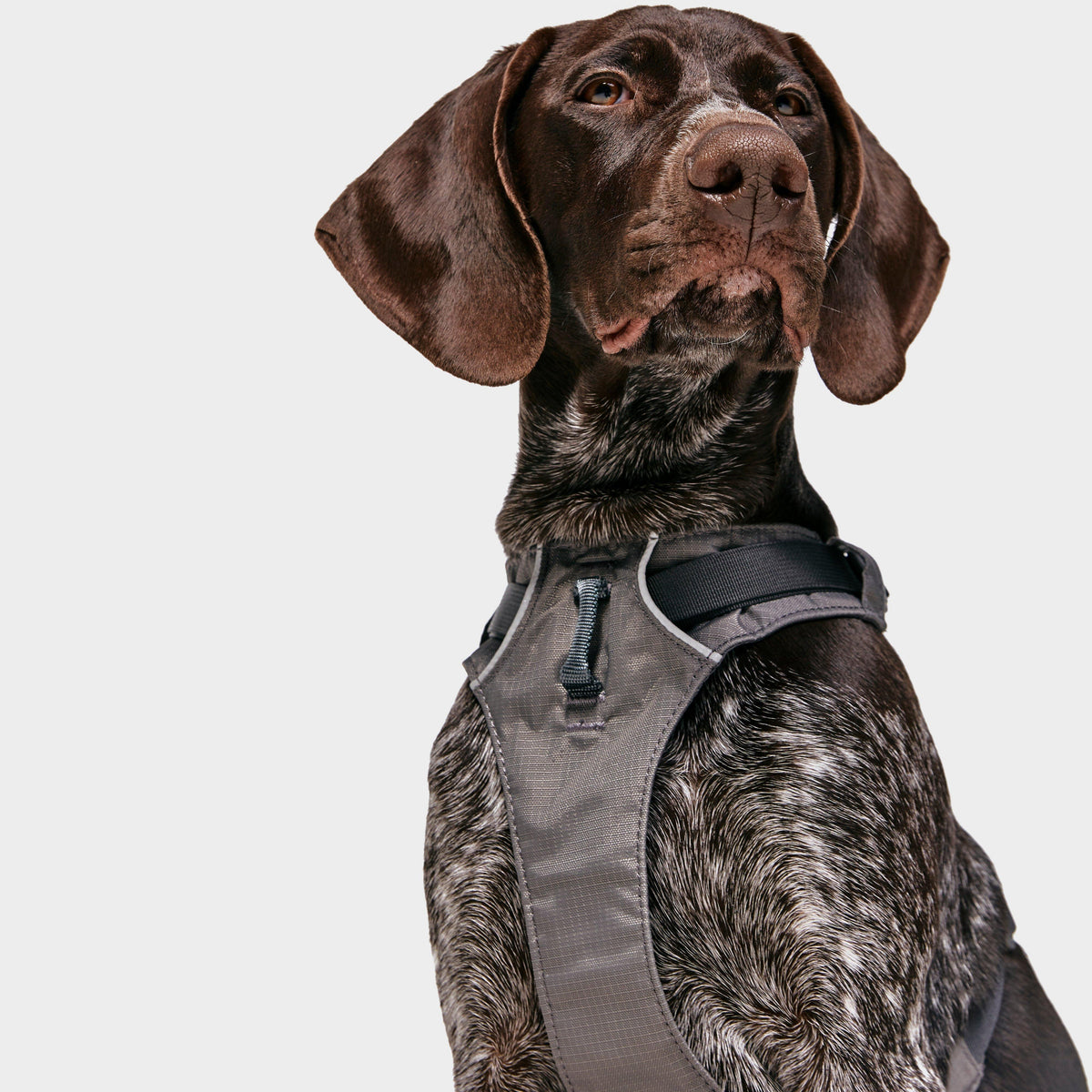 Flagline Dog Harness Grey