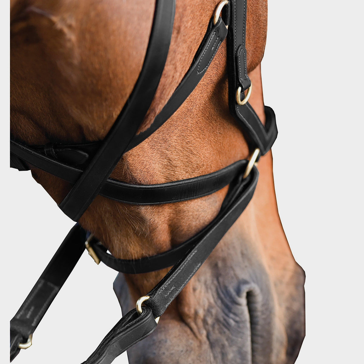 Rambo® Micklem® Multibridle Black