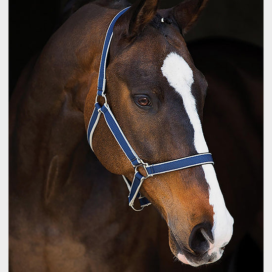 Amigo® Headcollar in Navy/Silver