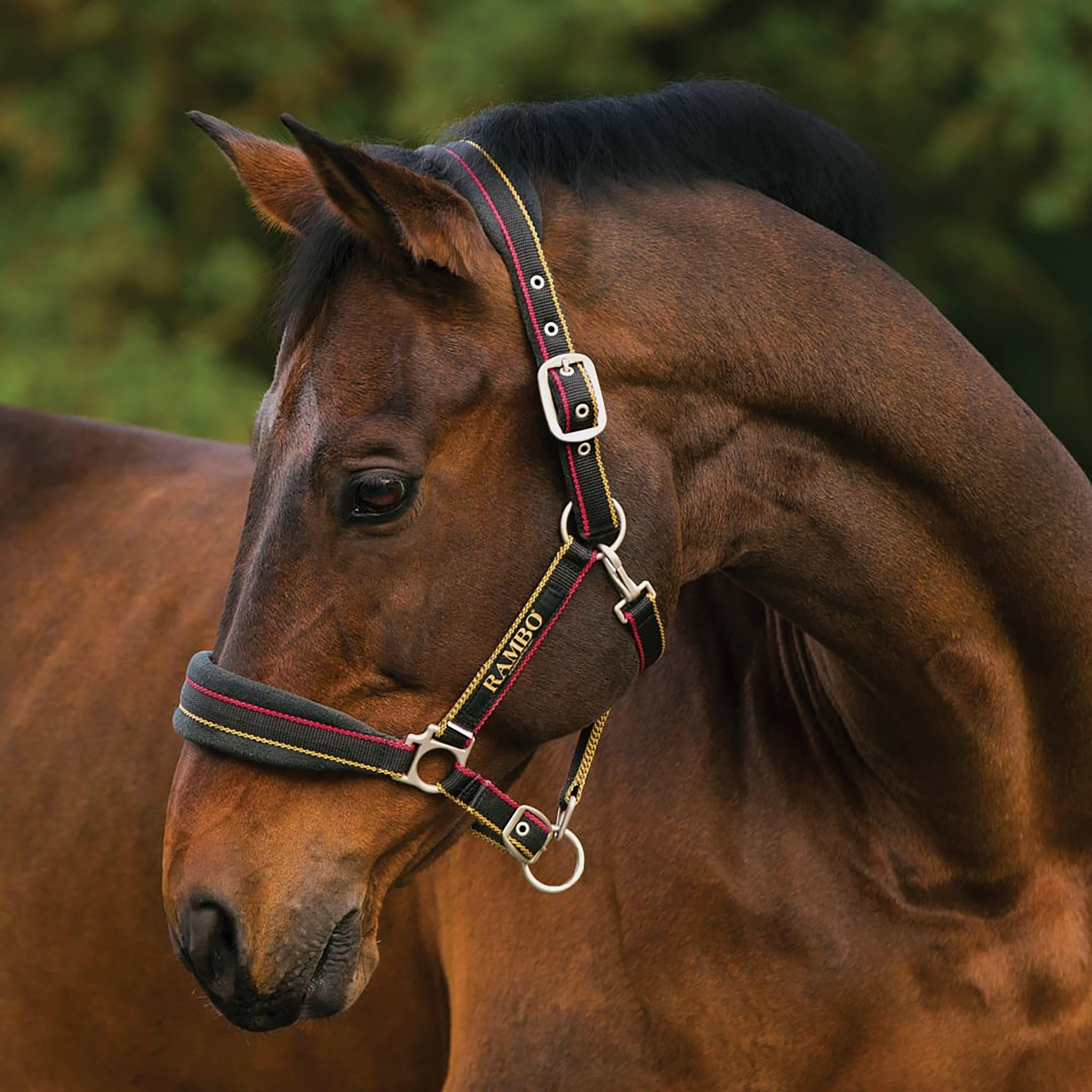 Rambo Padded Headcollar Whitney Stripe Gold