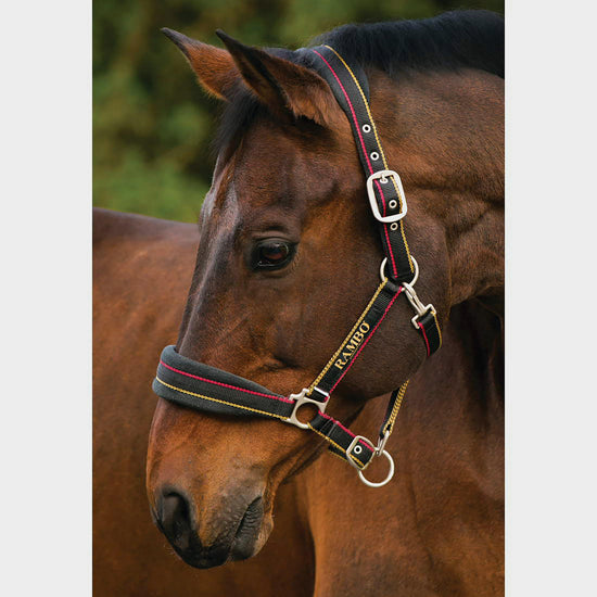 Rambo Padded Headcollar Whitney Stripe Gold