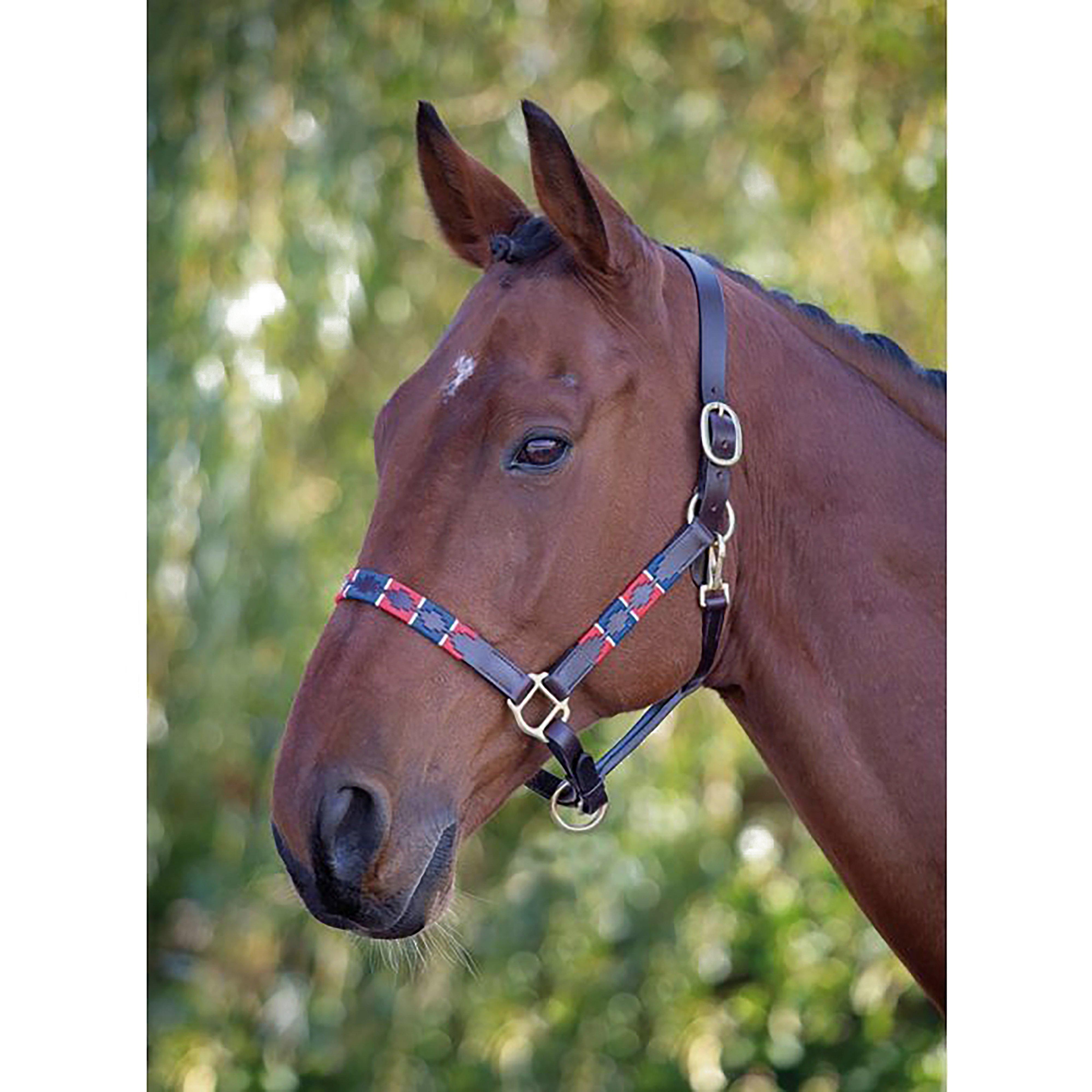 Blenheim Leather Polo Headcollar Red/Navy