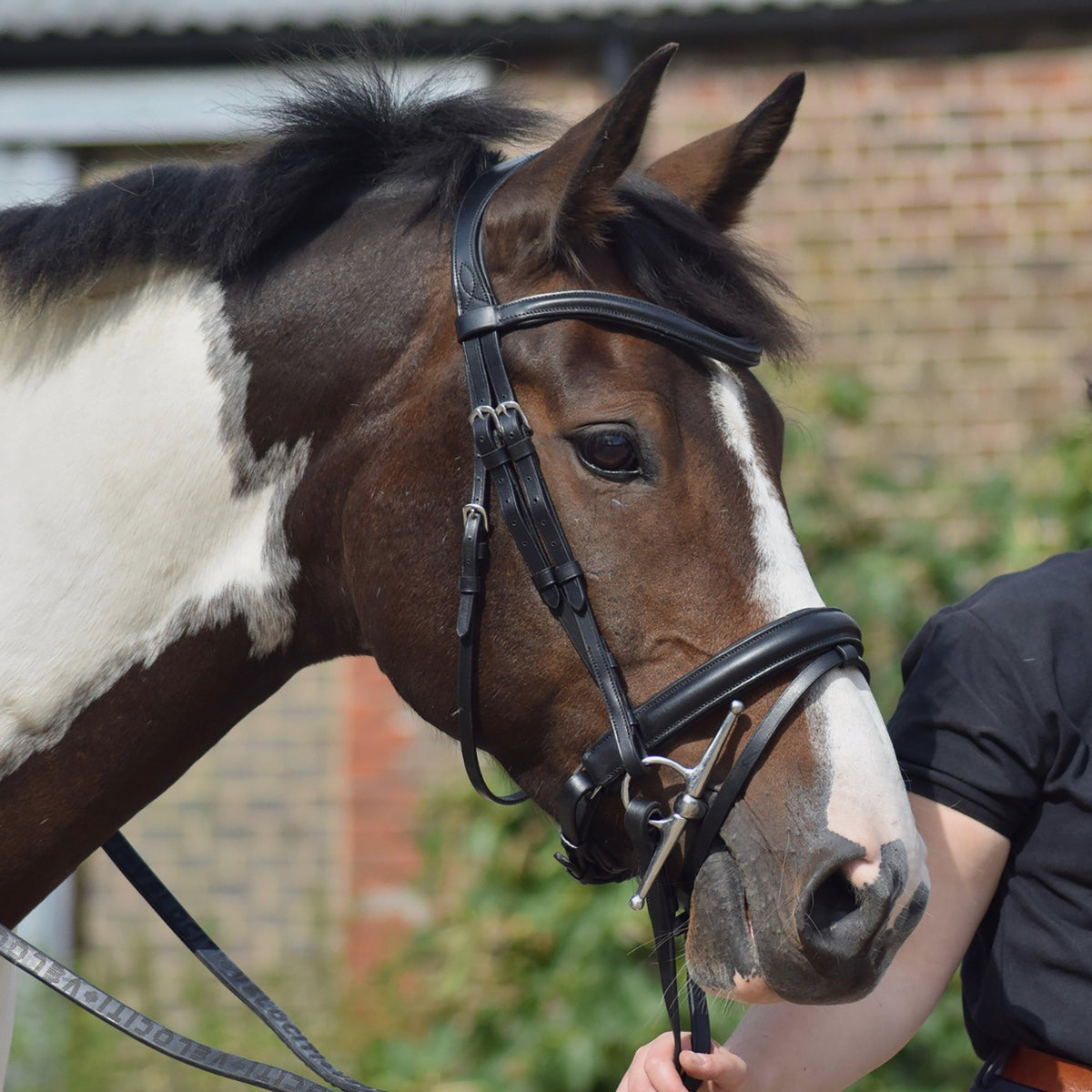Dressage Flash Bridle Black