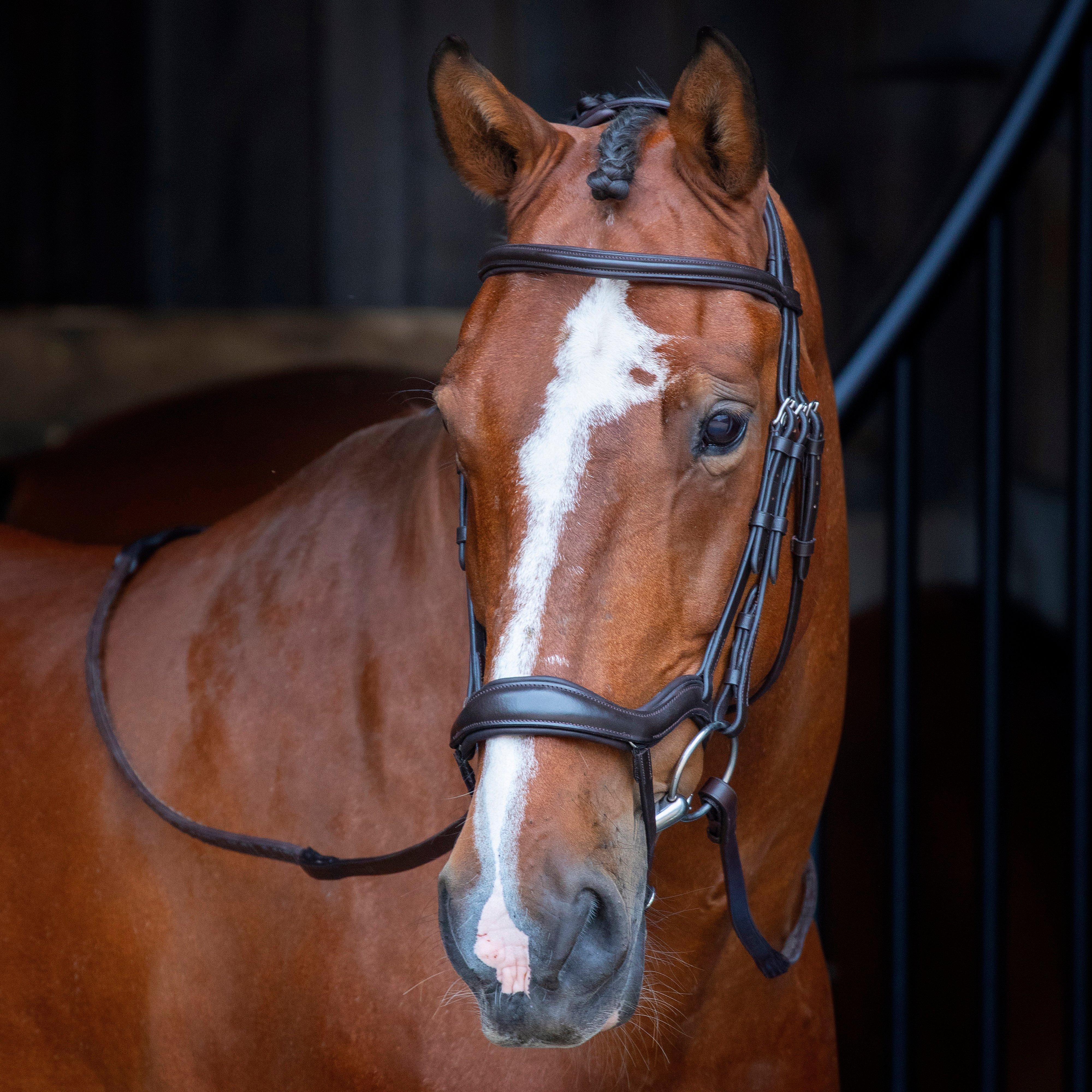 Ergonomic Flash Bridle Havana