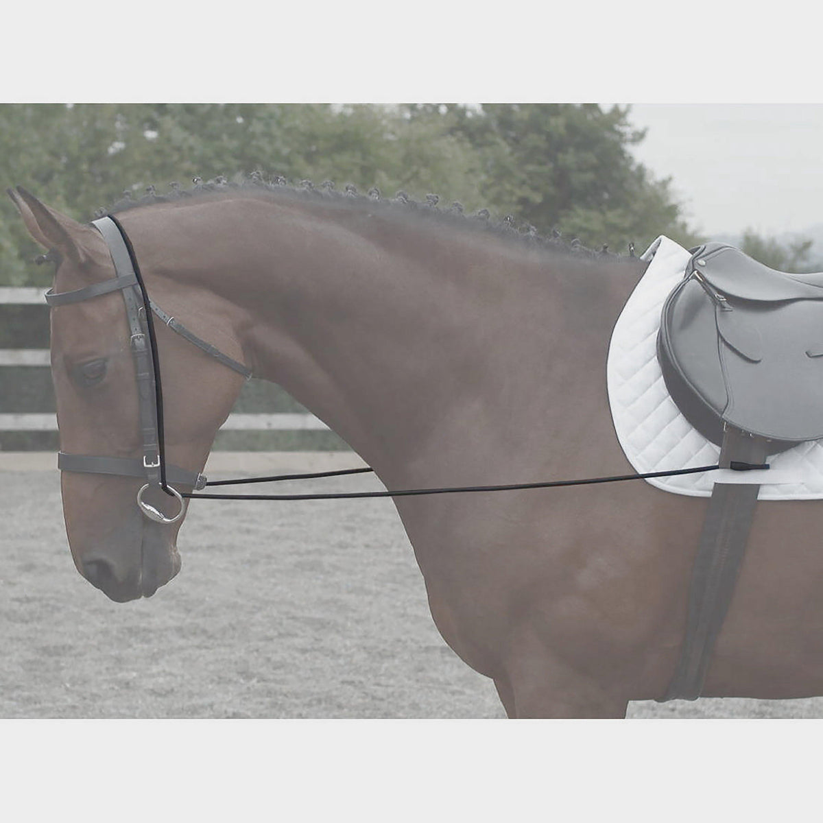 Elastic Training Reins Black