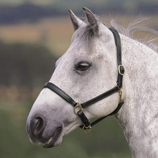 Ragley Leather Headcollar Black