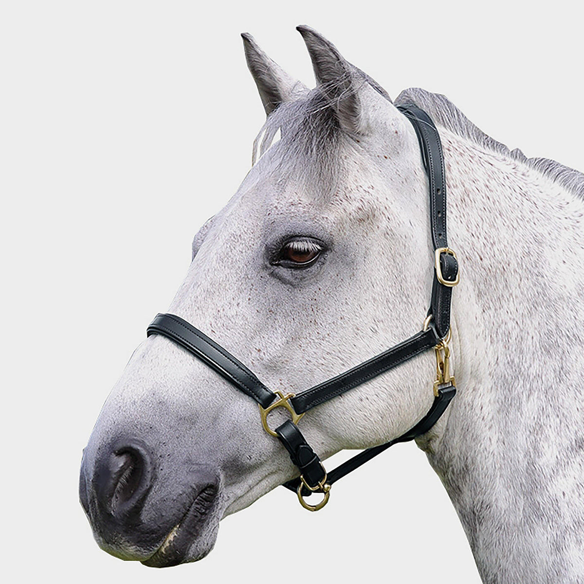 Ragley Leather Headcollar Black