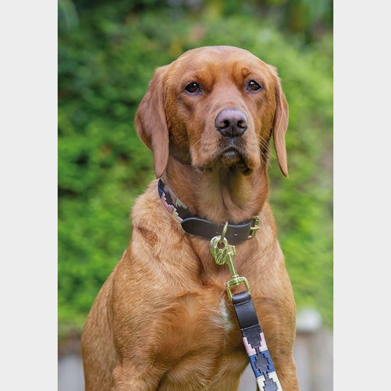 Drover Polo Dog Collar Turquoise/Red/Orange