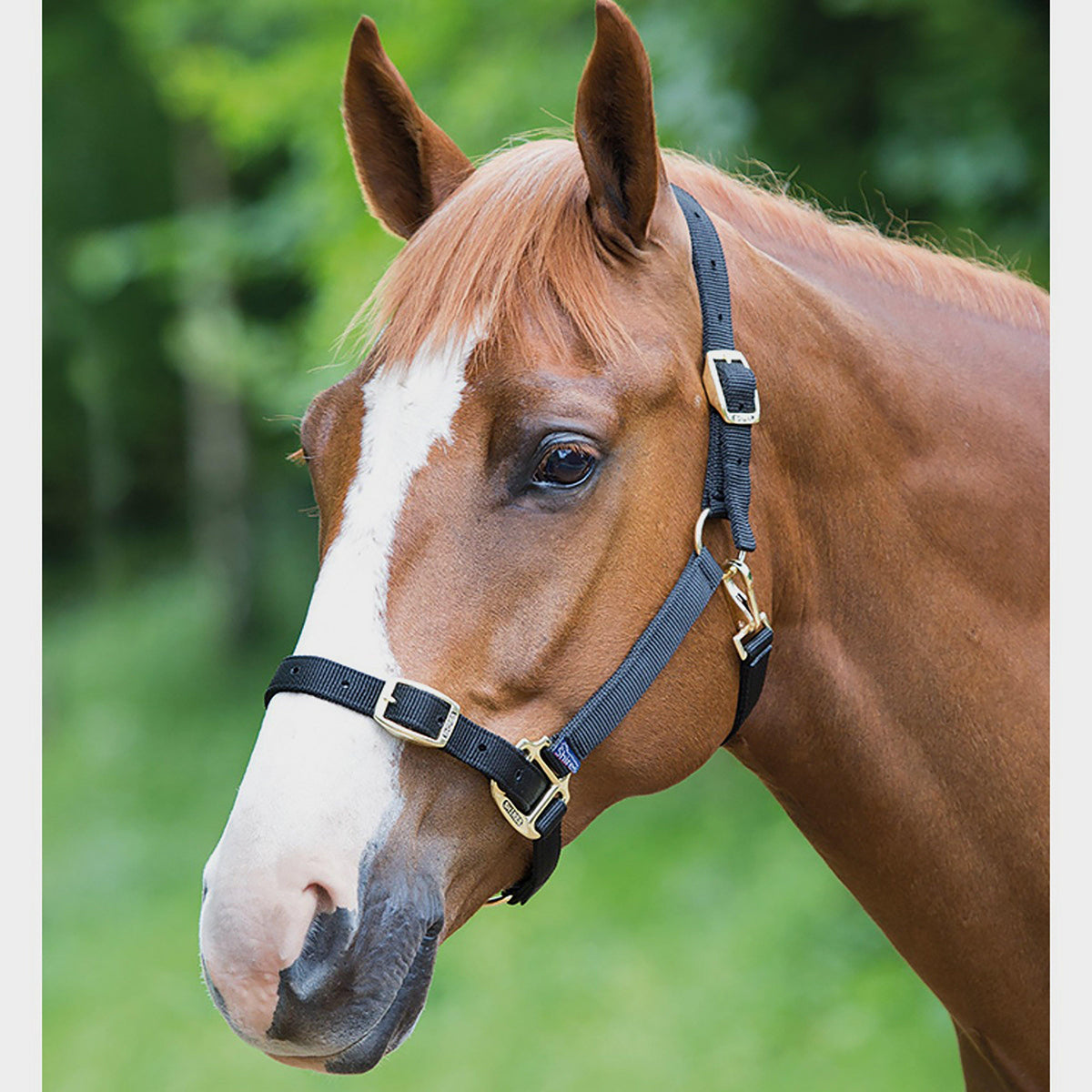 Nylon Headcollar Black