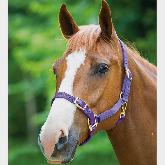 Nylon Headcollar Purple
