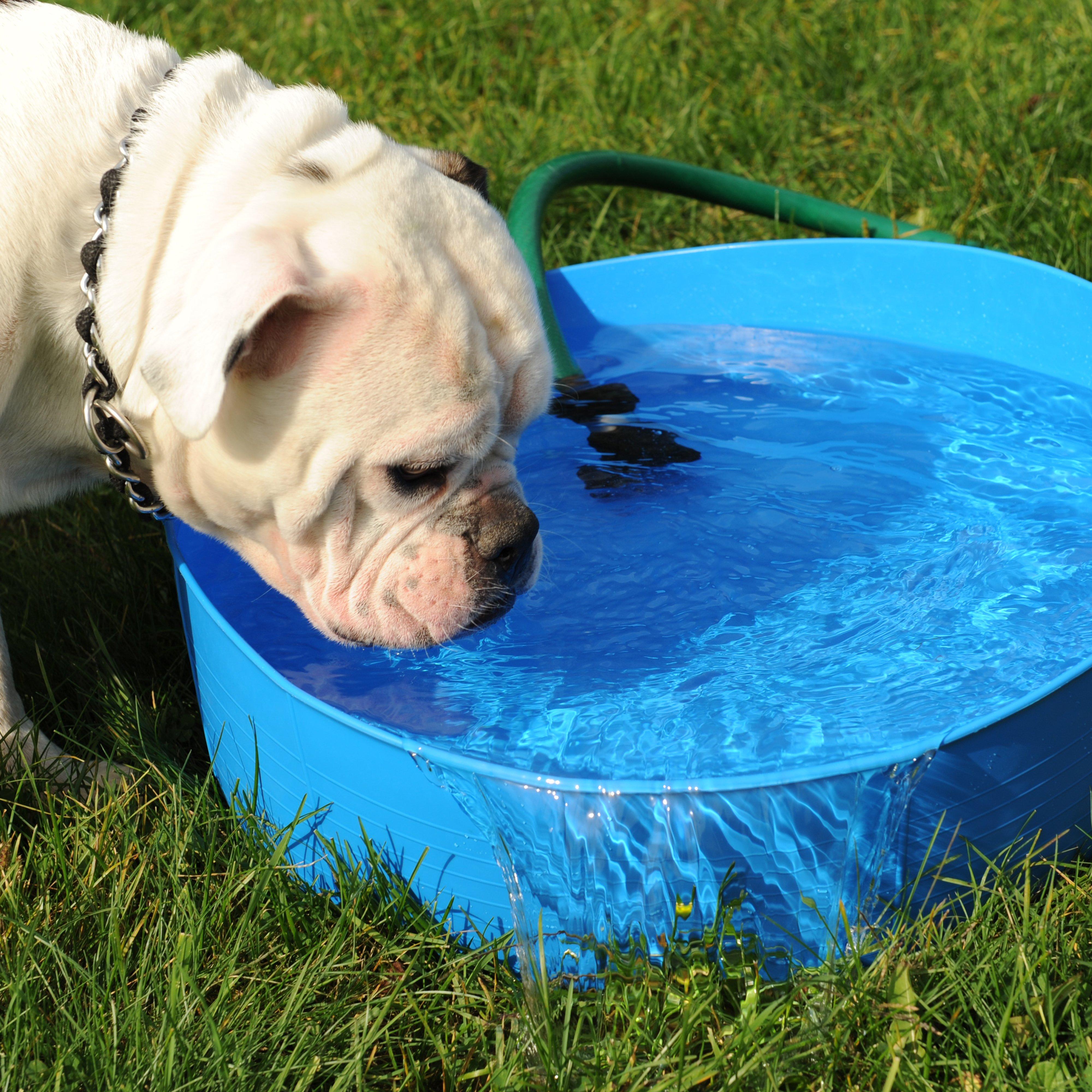 Flexible Shallow Bucket Blue