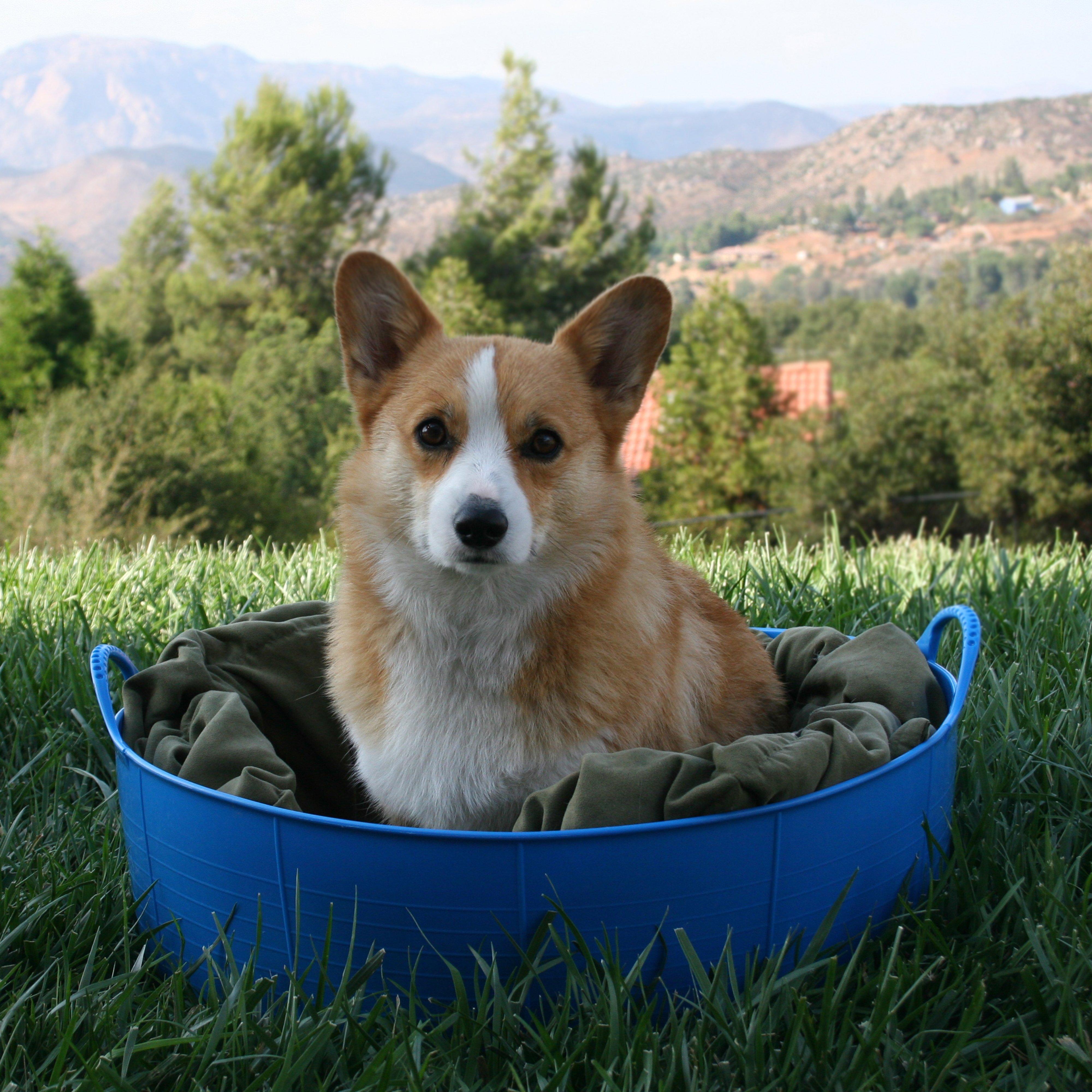 Flexible Shallow Bucket Blue
