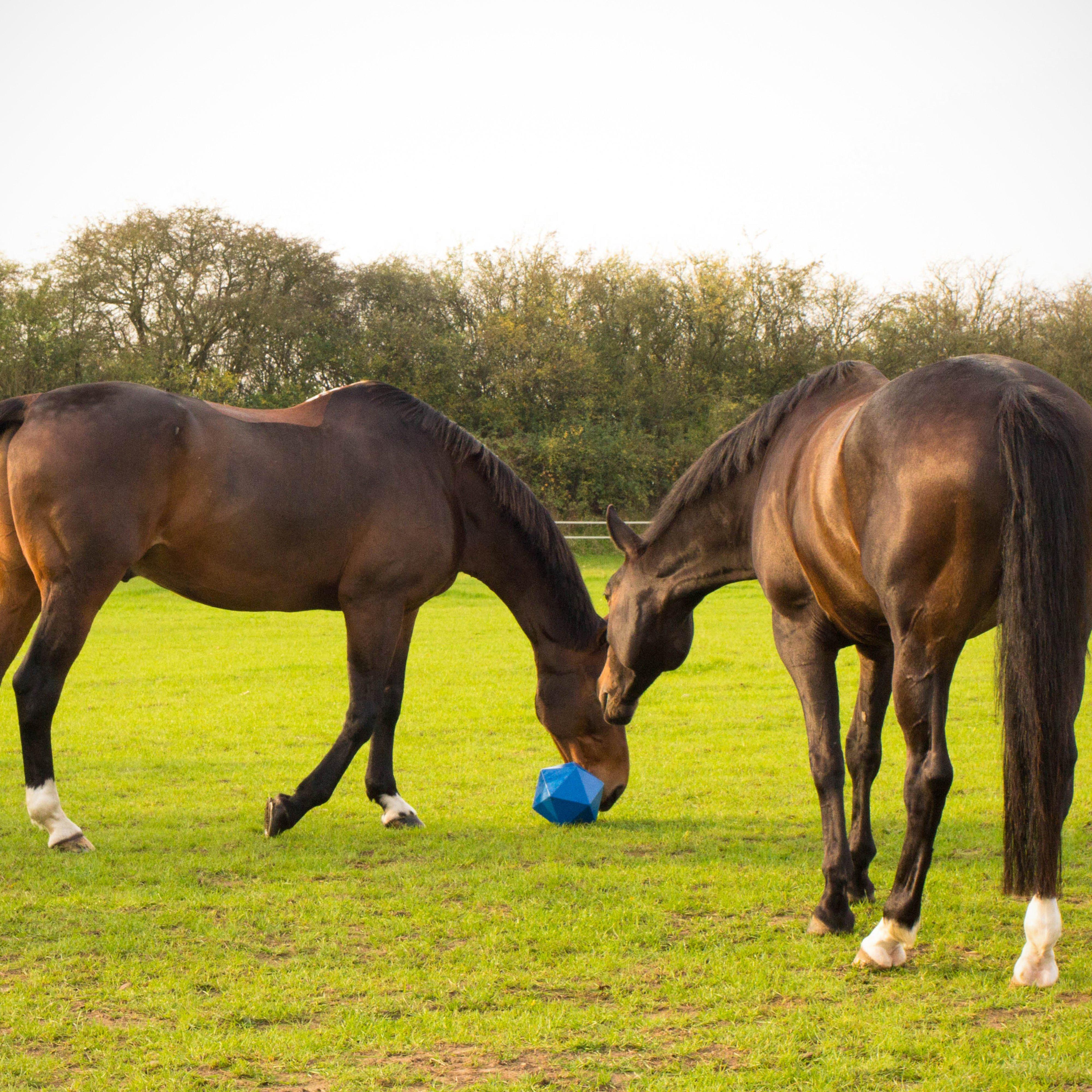 Drip Feed Treat Ball Blue