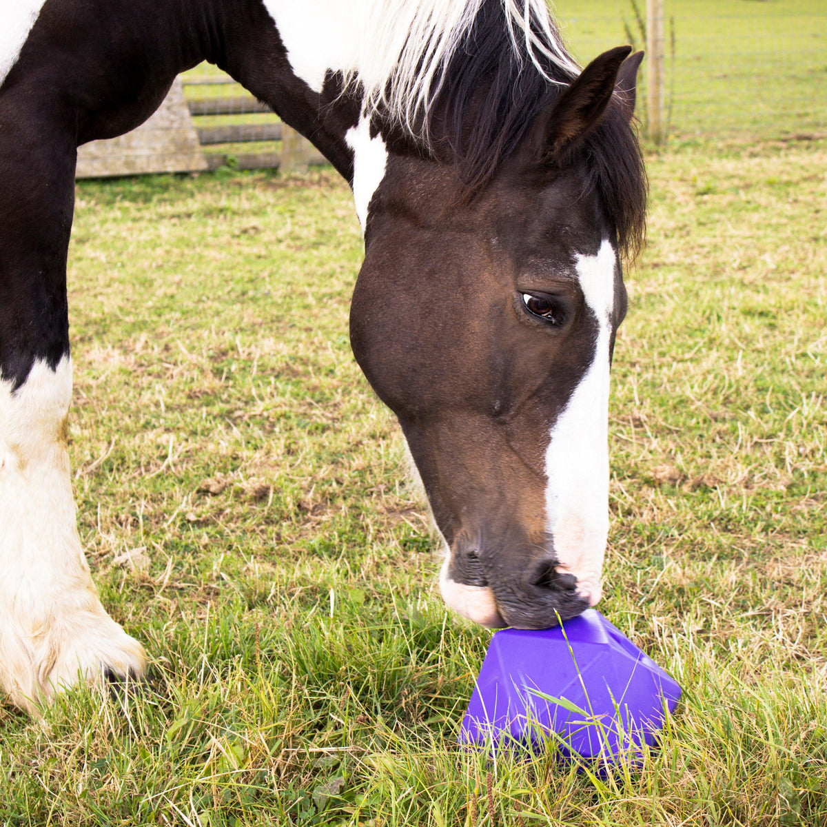 Drip Feed Treat Ball Purple