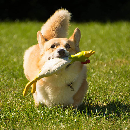 Small Latex Lying Chicken