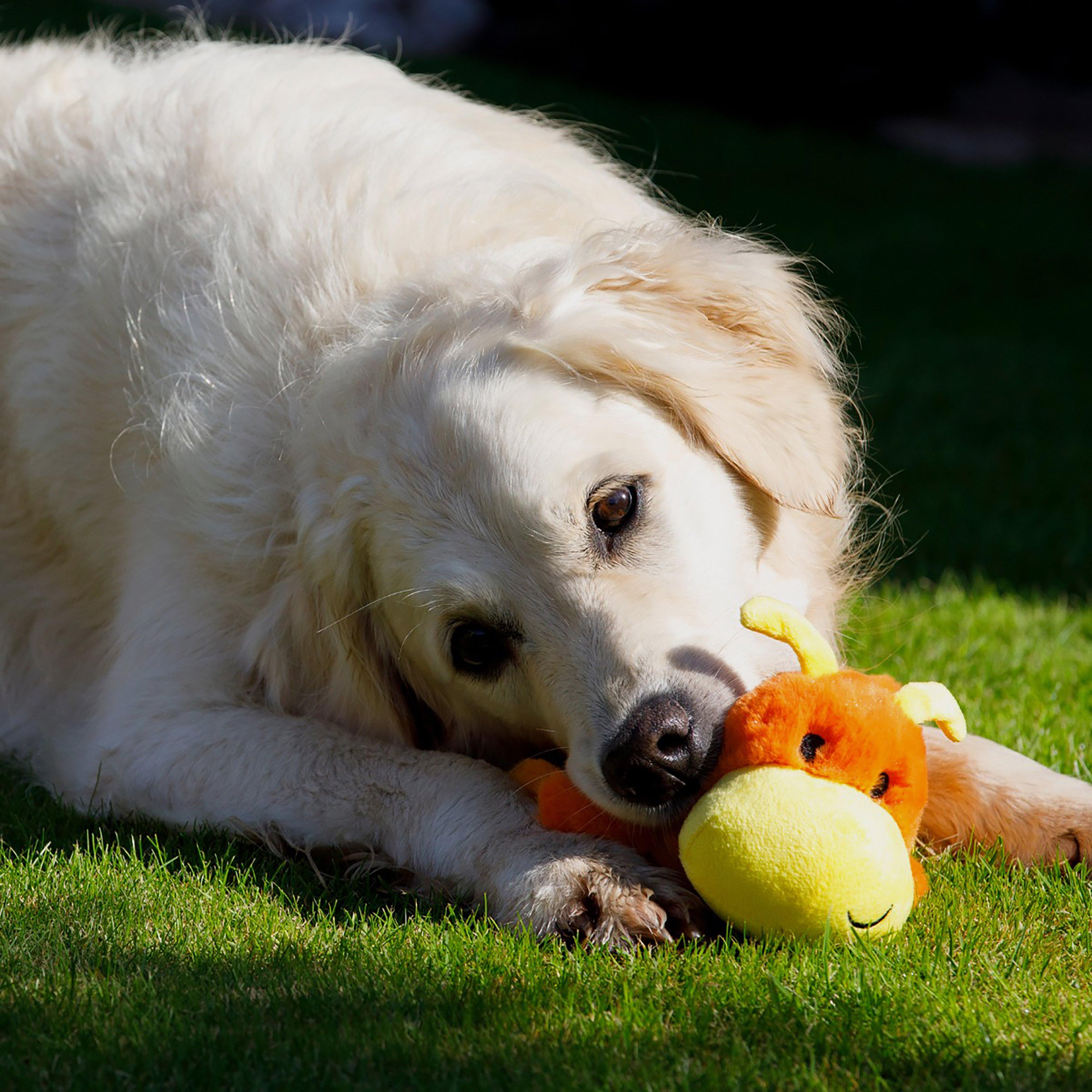 Buddies Cody Caterpillar Plush Dog Toy