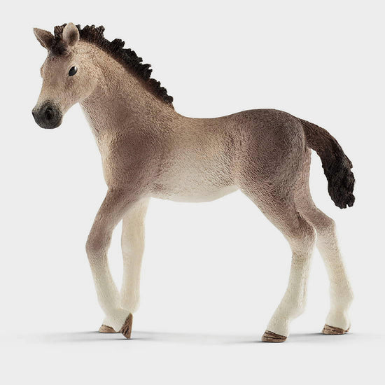 Andalusian Foal