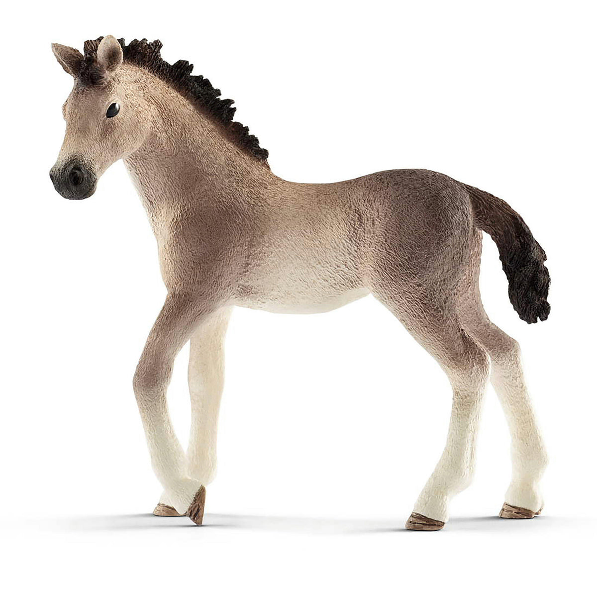 Andalusian Foal