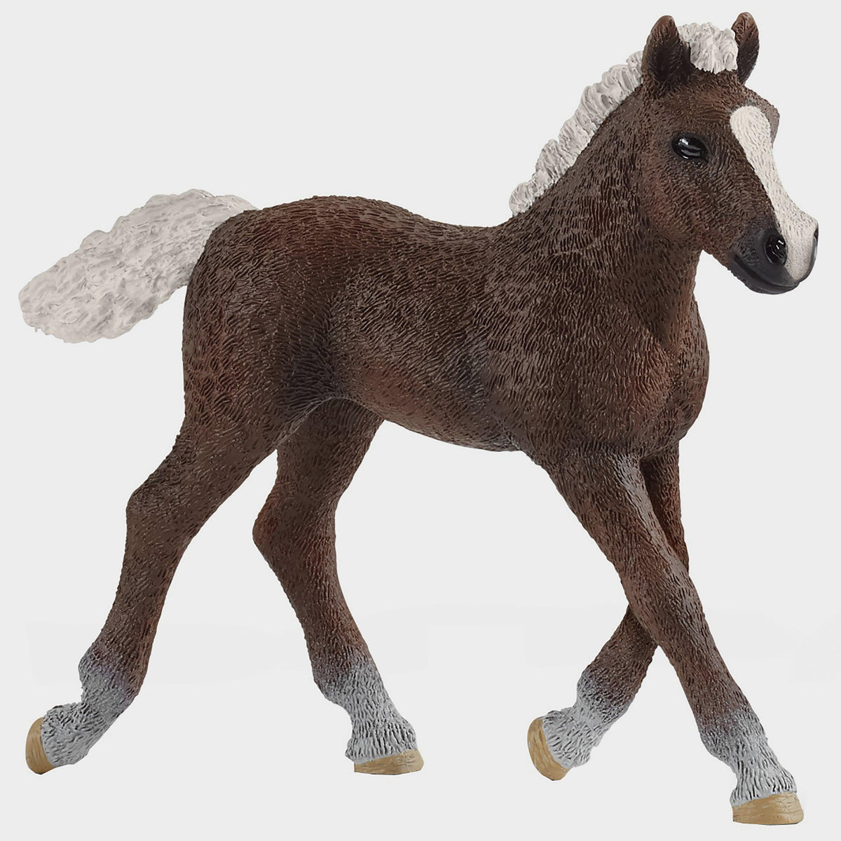 Black Forest Foal