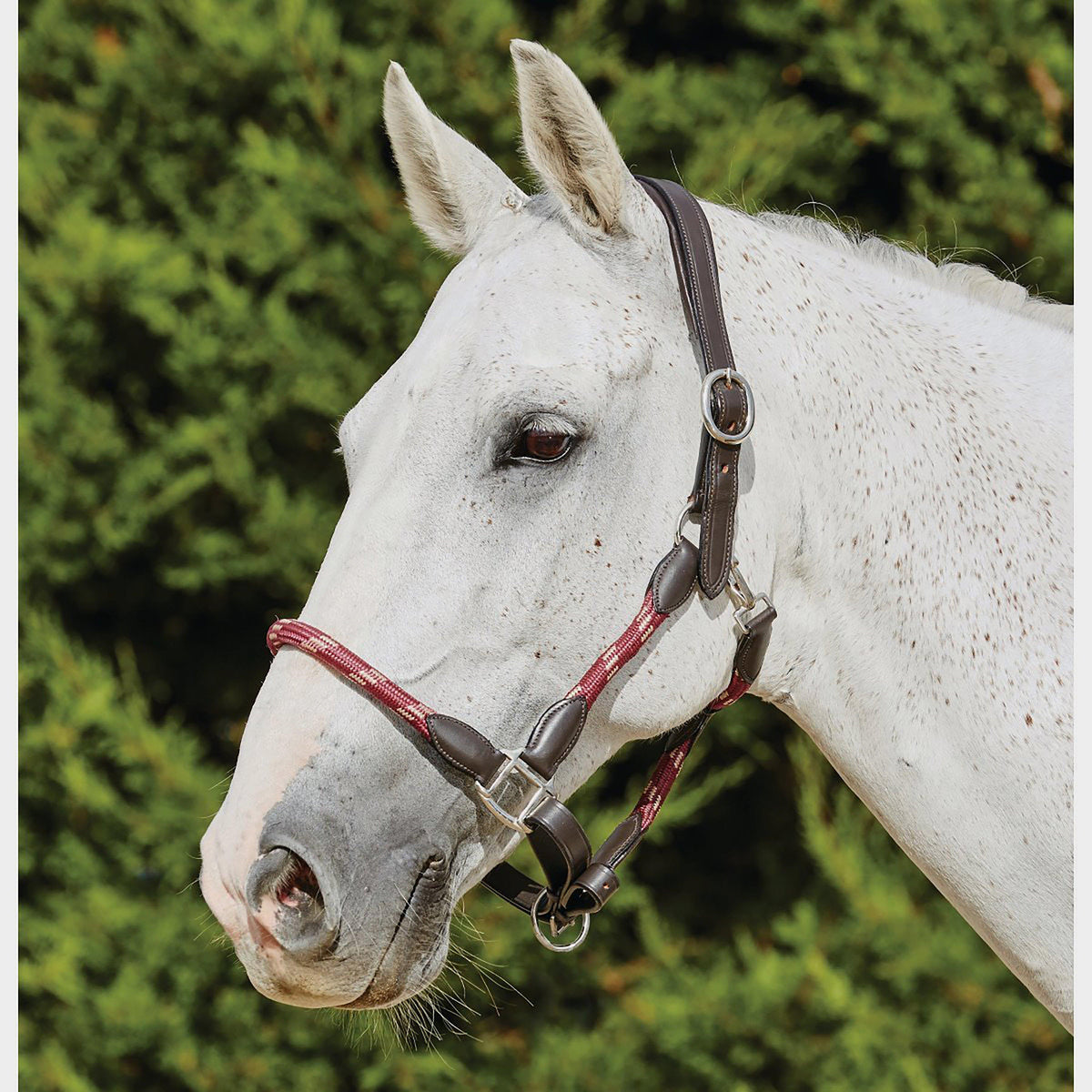 Leather Headcollar Burgundy