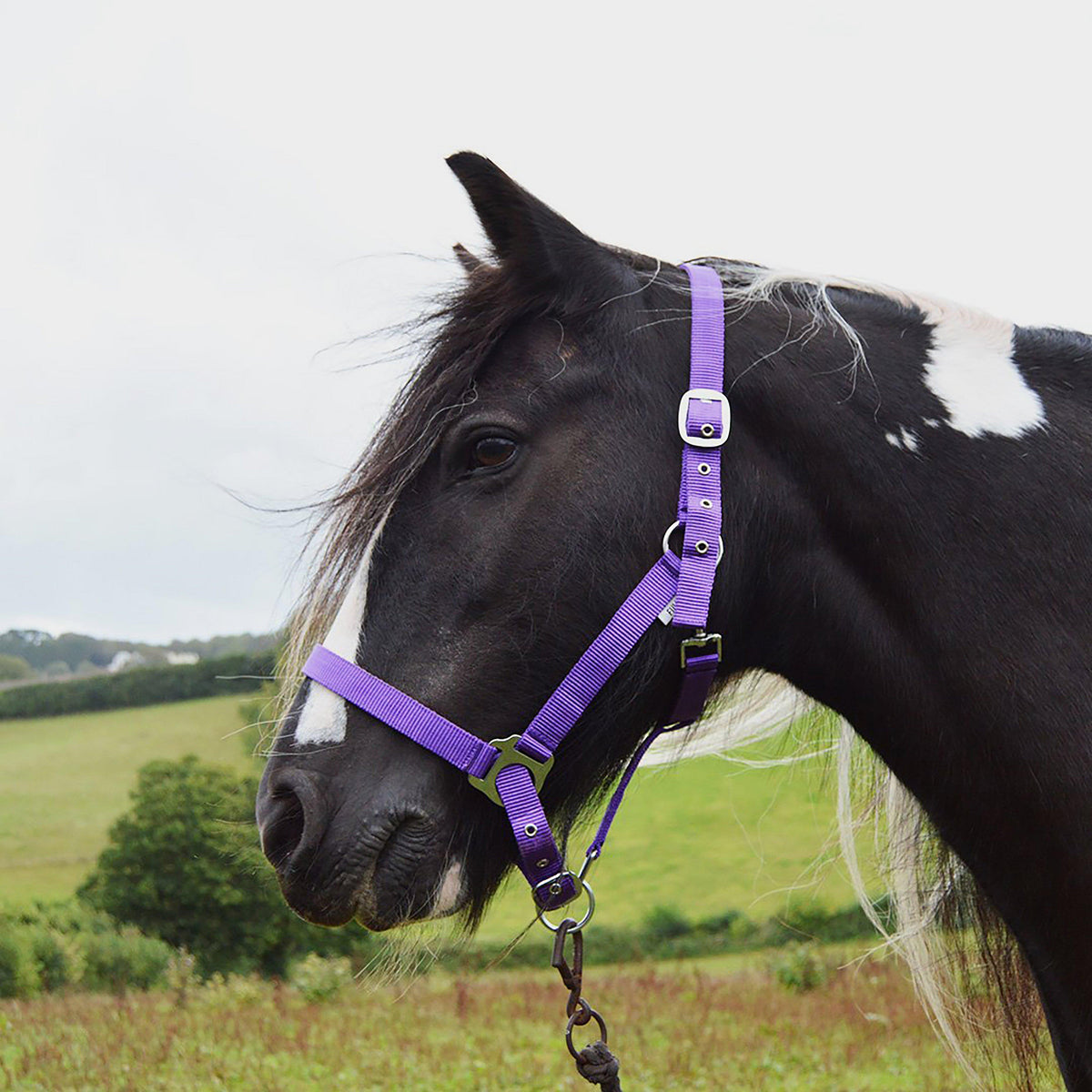 Element Fleece Headcollar Purple/Navy