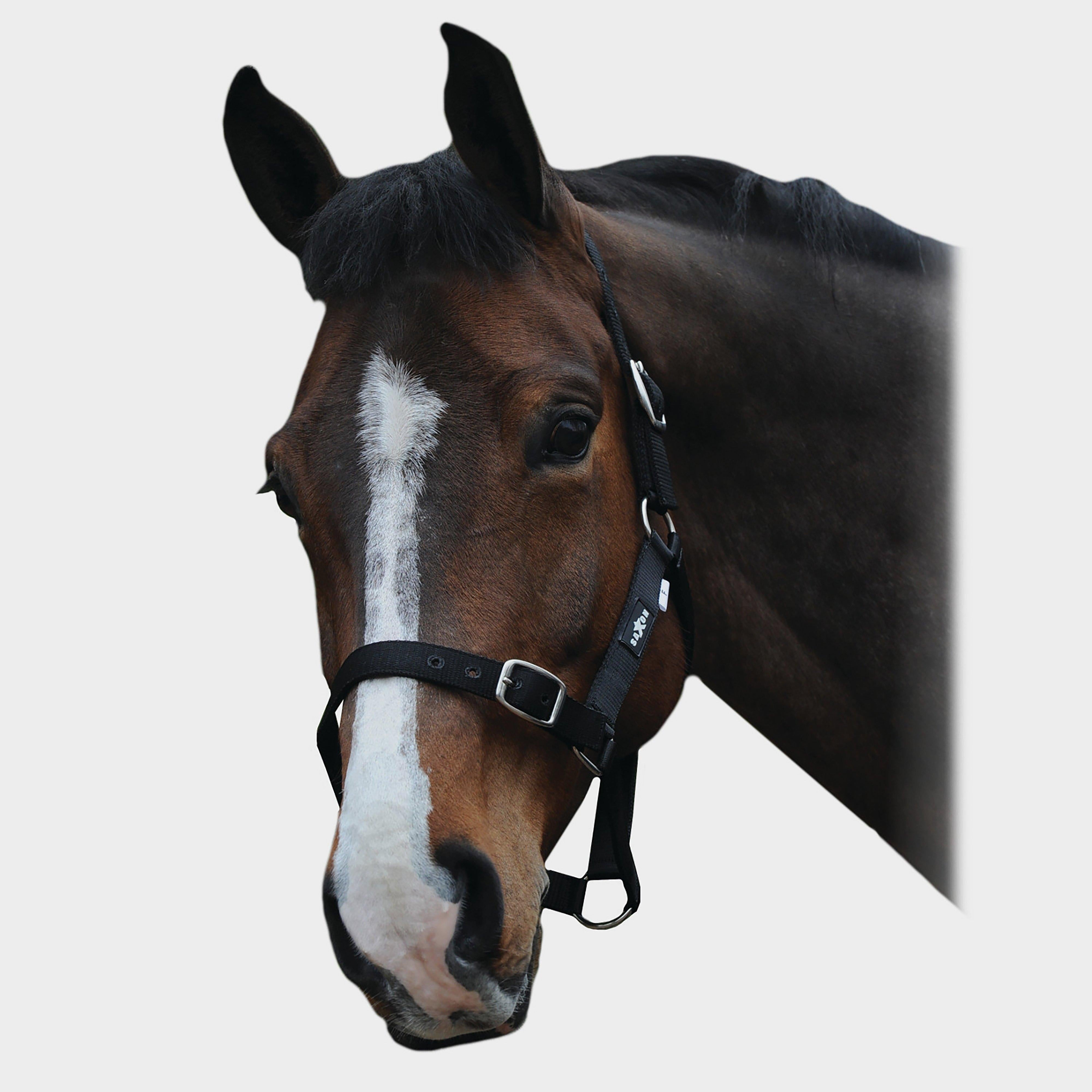 Economy Headcollar Black