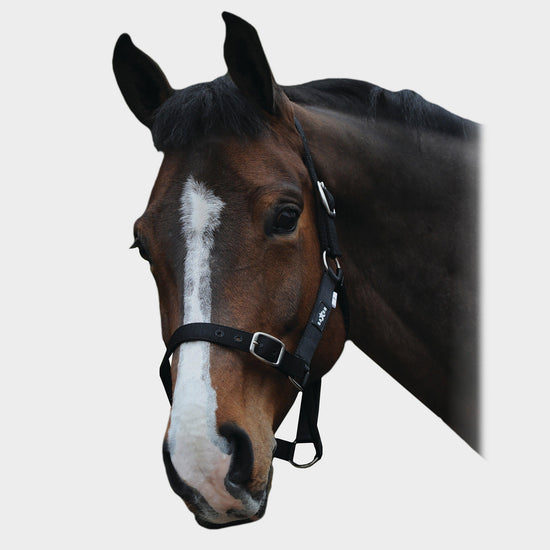 Economy Headcollar Black