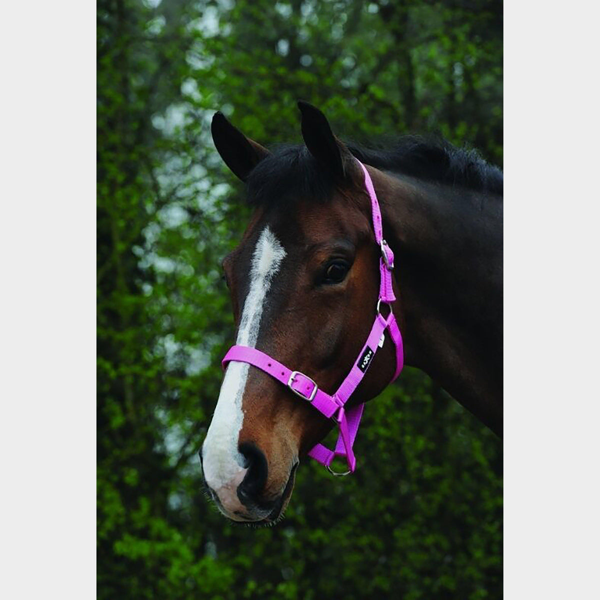 Economy Headcollar Pink