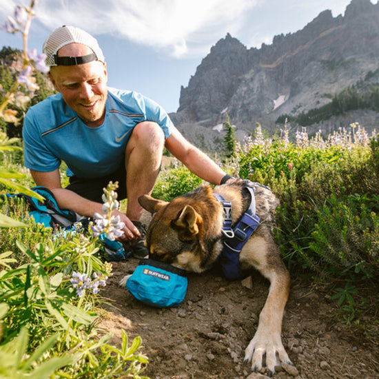Front Range Dog Collar Purple