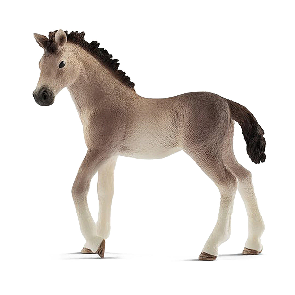 Andalusian Foal