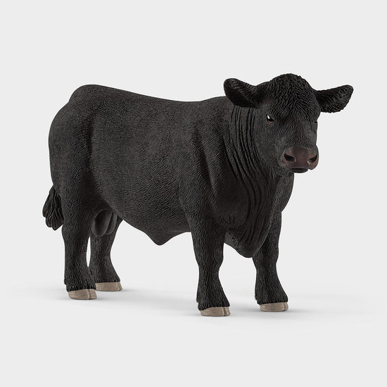Black Angus Bull