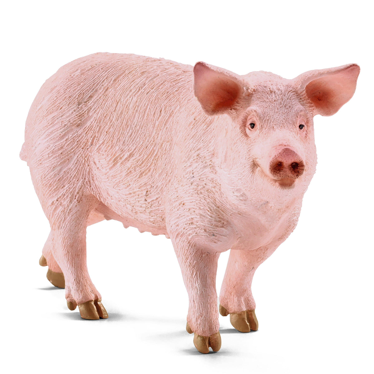Pig