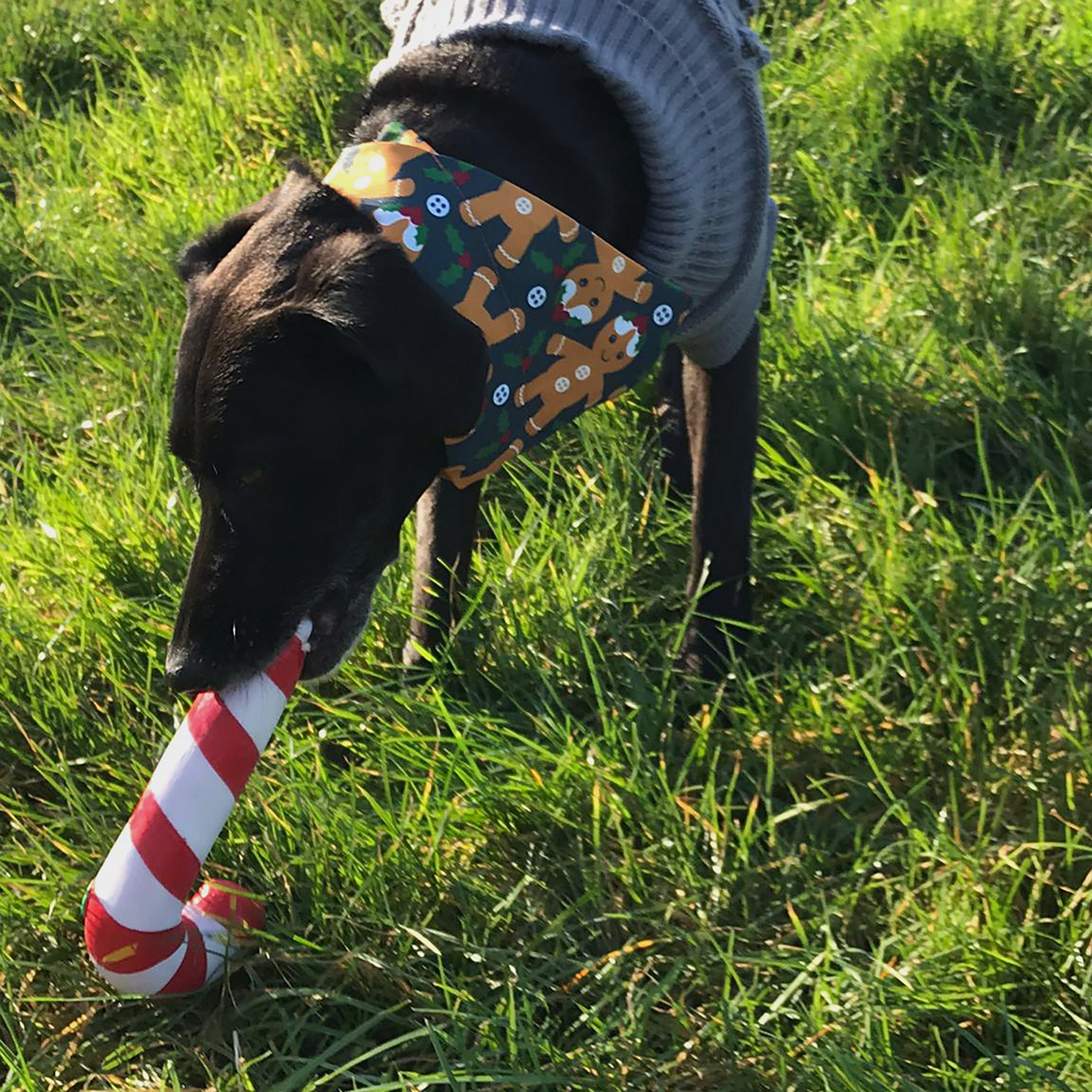 Gingerbread Man Bandana