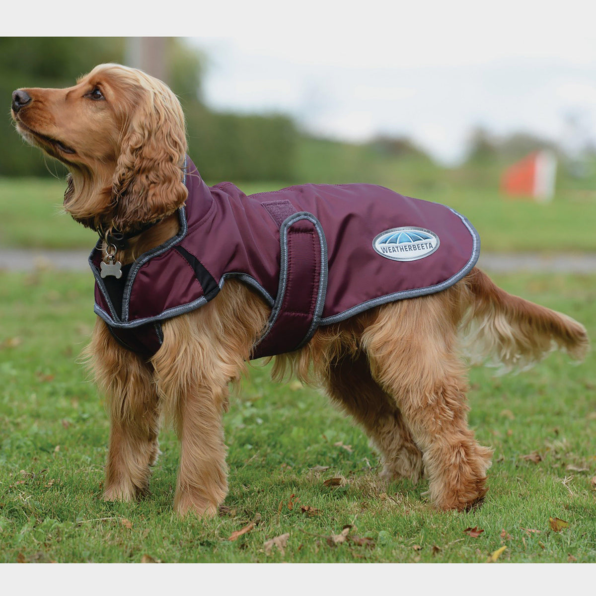 ComFiTec Windbreaker Deluxe Dog Coat Maroon/Grey/White