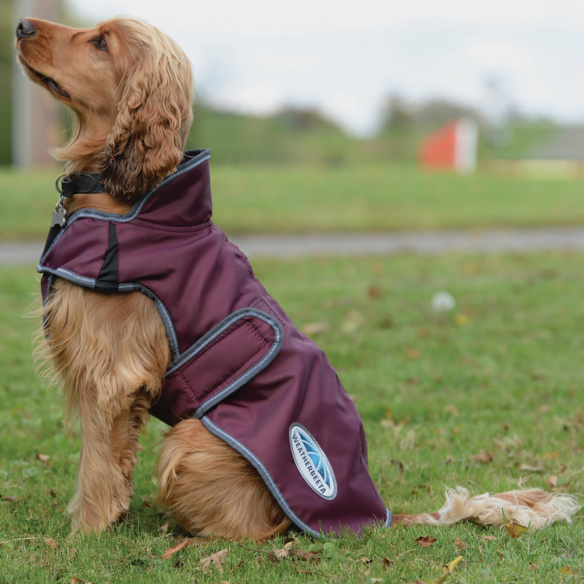 ComFiTec Windbreaker Deluxe Dog Coat Maroon/Grey/White