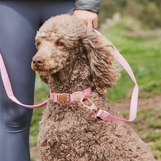 Elegance Dog Lead Pink